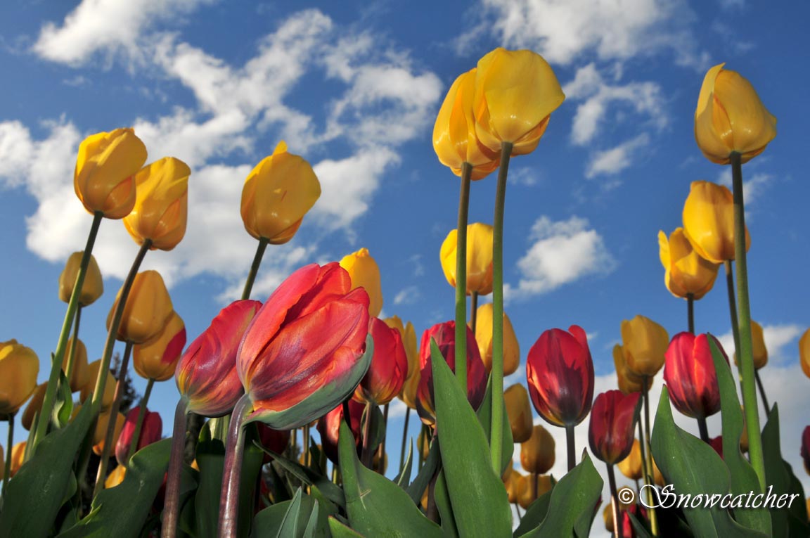 2009 Tulips